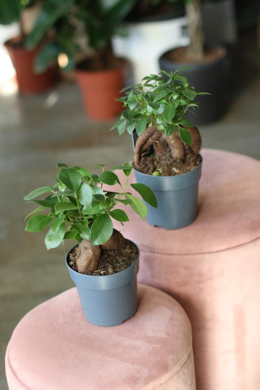 Бонсай Фикус Гинсенг / bonsai Ficus Ginseng 