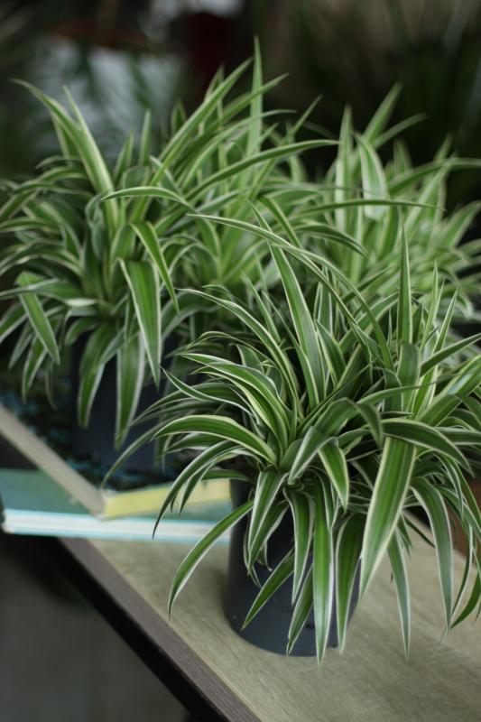 Хлорофитум 'Ocean' / Chlorophytum  'Ocean' 