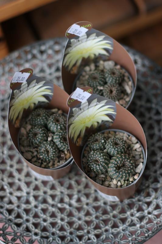 Кактус Фрайлея пигмея глориоза