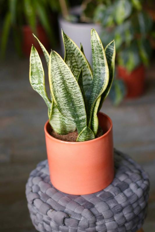 Сансевиерия Суперба/ Sansevieria