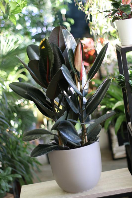 Фикус Эластика Абиджан