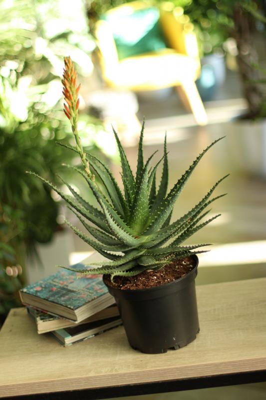 Алоэ/ Aloe Древовидное