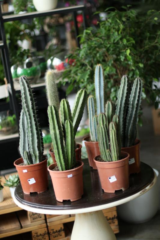 Кактус Цереус