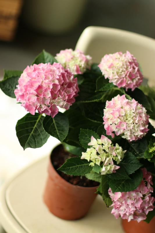 Гортензия / Hydrangea