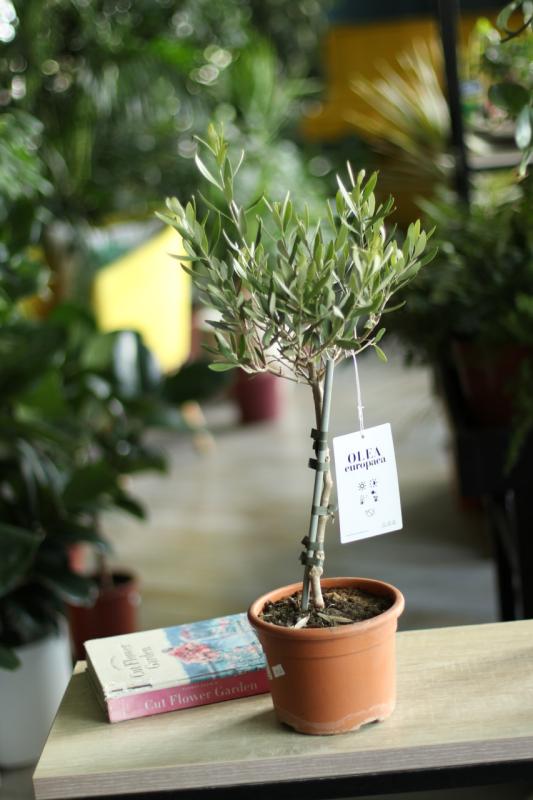 Оливковое дерево (оливка) / Olea europaea d12 h25