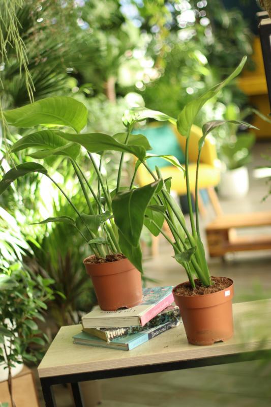 Стрелиция Николай / Strelitzia 