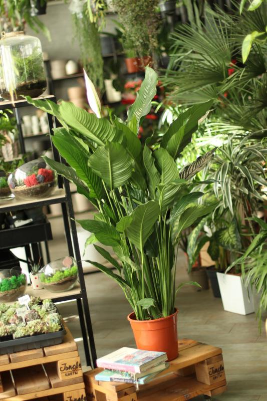 Спатифиллум Себастьяно /  Spathiphyllum