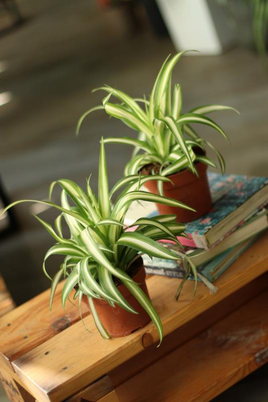 Хлорофитум