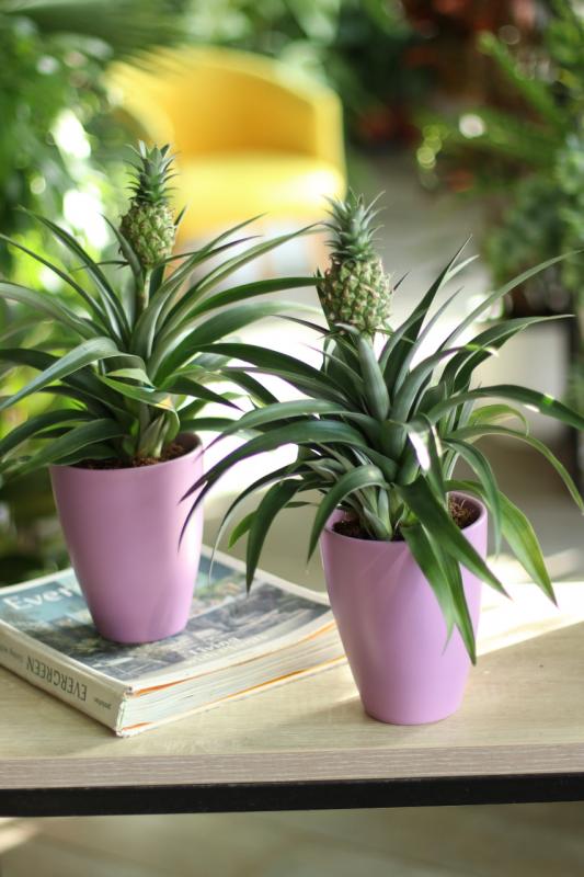 Комнатное растение Ананас / Ananas 12.40