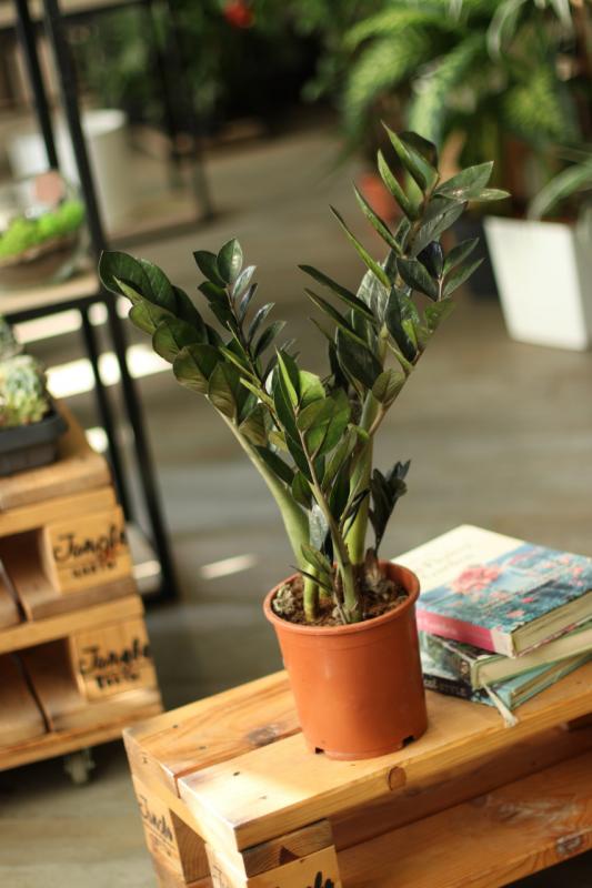 Замиокулькас Равен 18.65