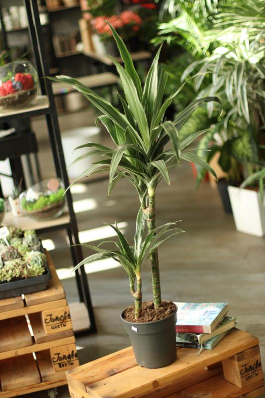 Драцена Варнецки 