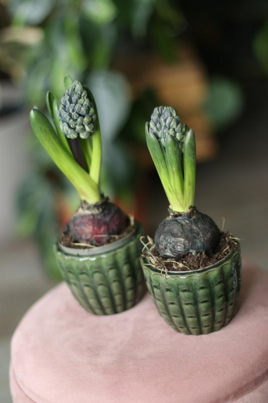 Луковичные растения Гиацинт