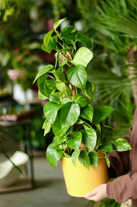 Эпипремнум на опоре