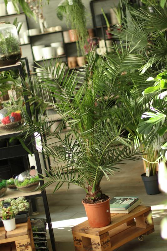 Финик канарский