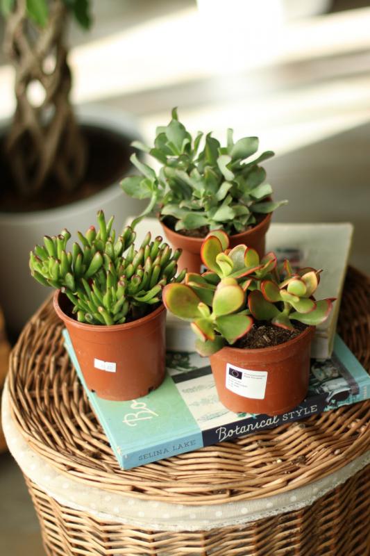 Крассула МИКС 12