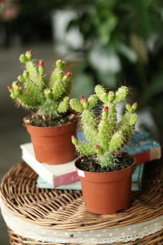 Опунция / Opuntia