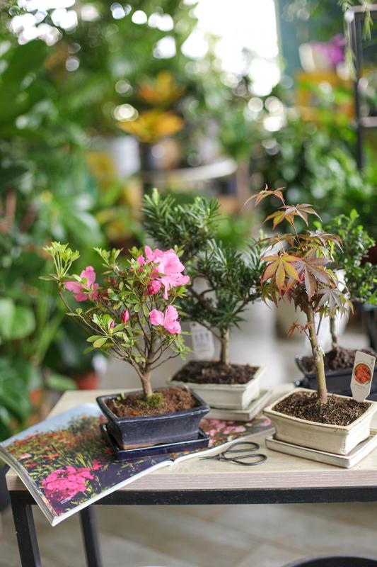Бонсай в ассортименте / Bonsai 