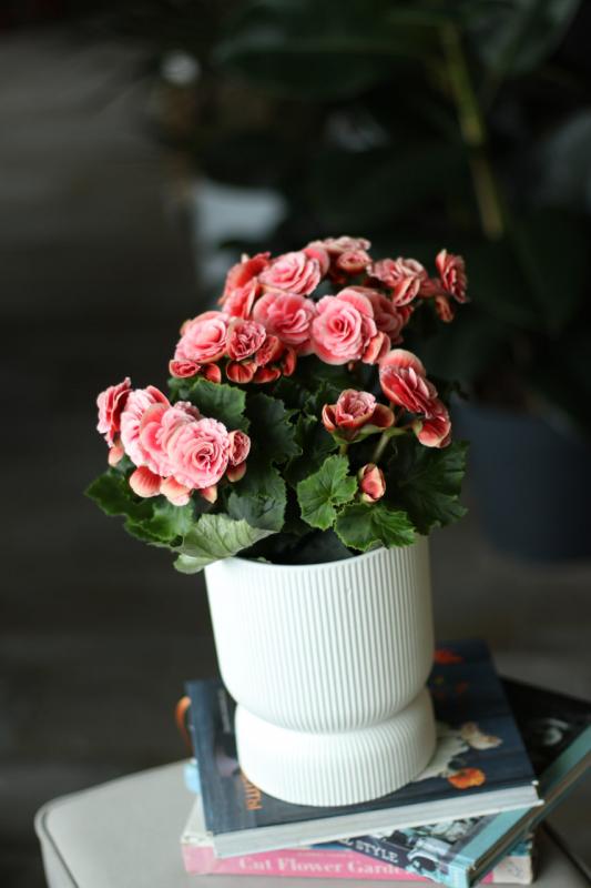 Бегония Микс/ Begonia 