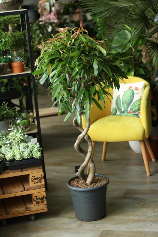 Фикус Амстел Кинг на спирали / Ficus Amstel King 