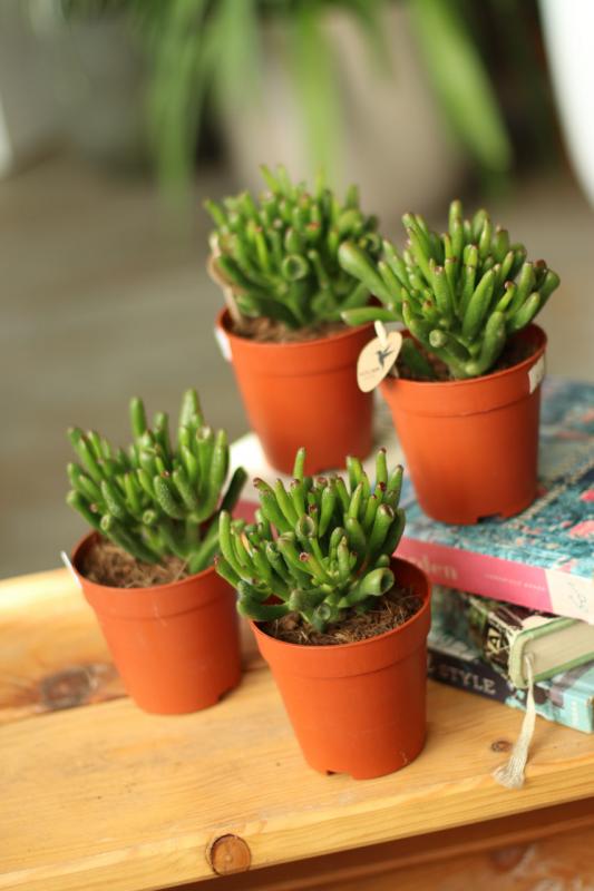 Крассула Хоббит