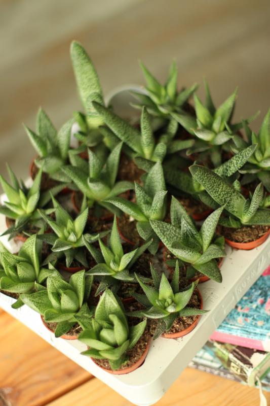 Хавортия/алоэ микс