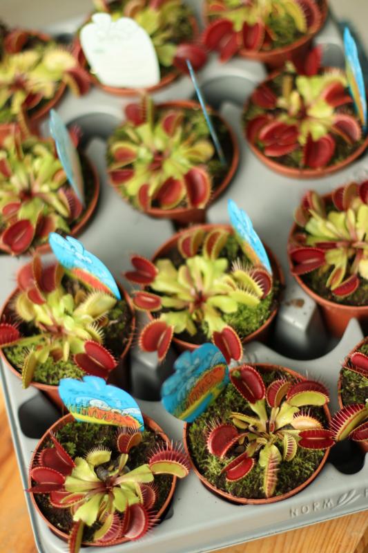 Дионея (венерина мухоловка) / Насекомоядное 