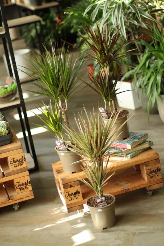 Драцена Микс