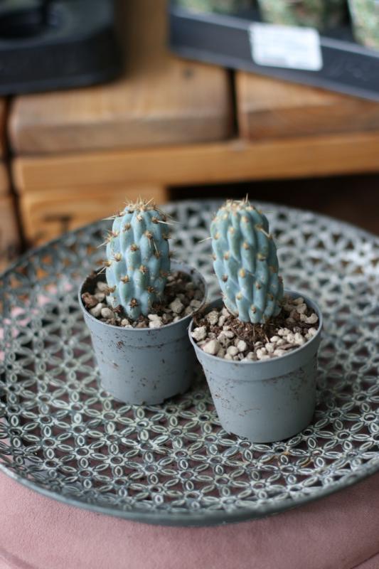 Кактус Опунция Микуэлии