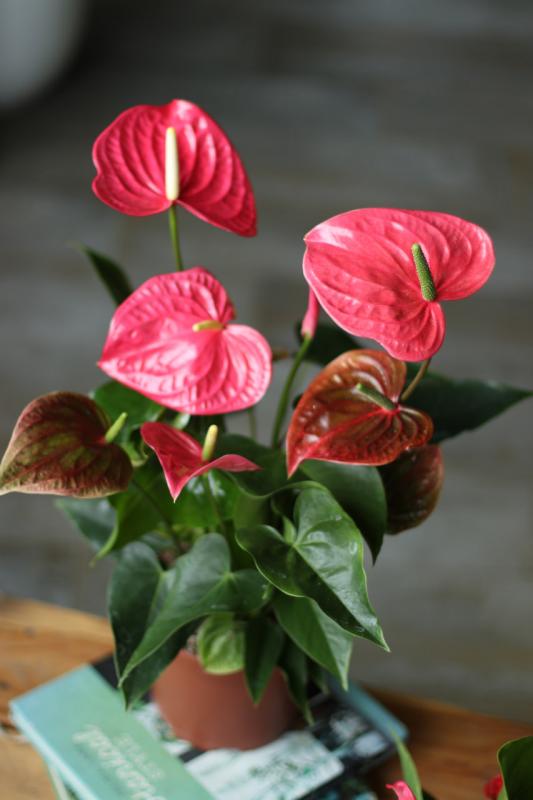 Антуриум Кадифорния розовый