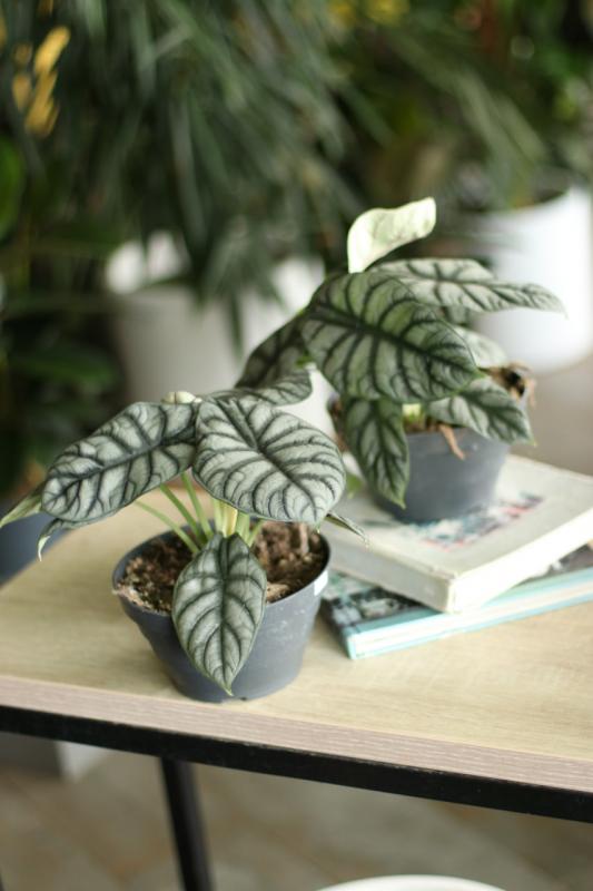 Алоказия Чешуя Дракона