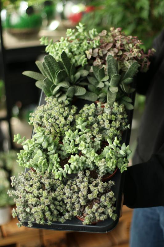 Крассула/гастерия Микс