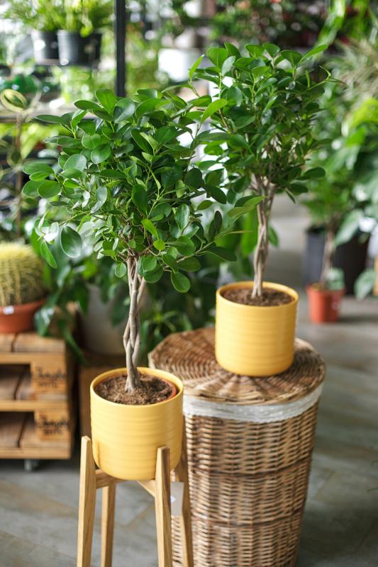Фикус Моклейм на плетении  / Ficus moclame