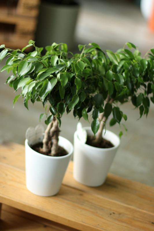 Фикус Бенджамина МИКС/ Ficus benjamina 