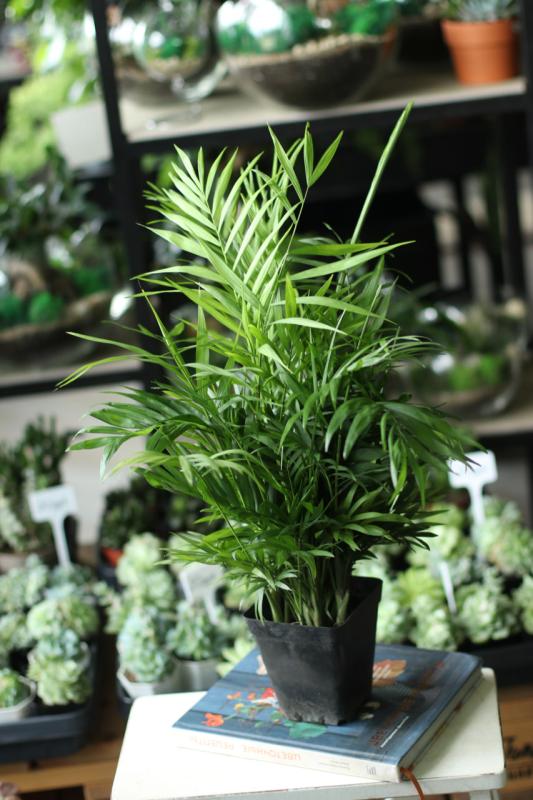 Хамедорея изящная/ Chamaedorea elegans