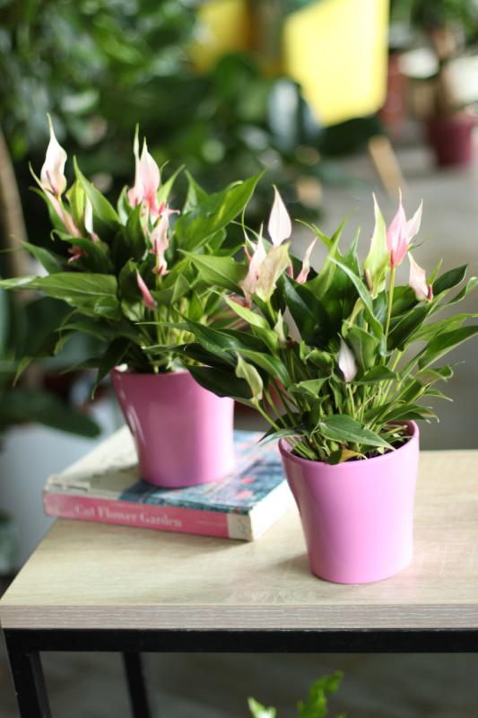Антуриум Лили / Anthurium 'Lili' 