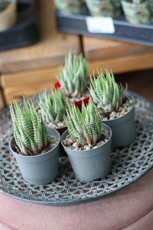 Хавортия фасциата вариегата