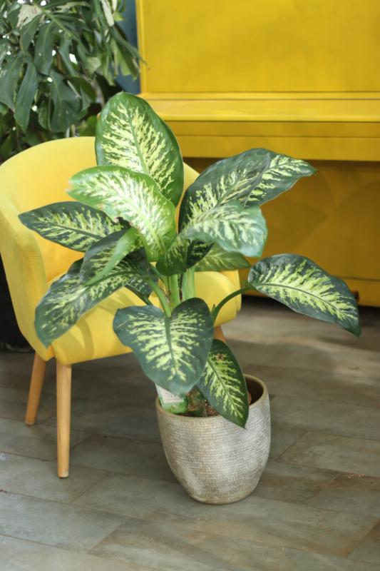 Диффенбахия