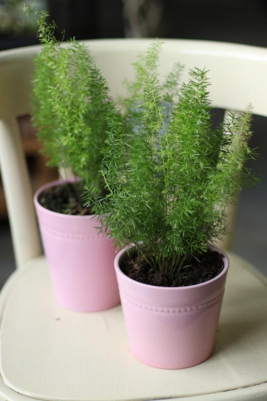 Аспарагус Шпренгера