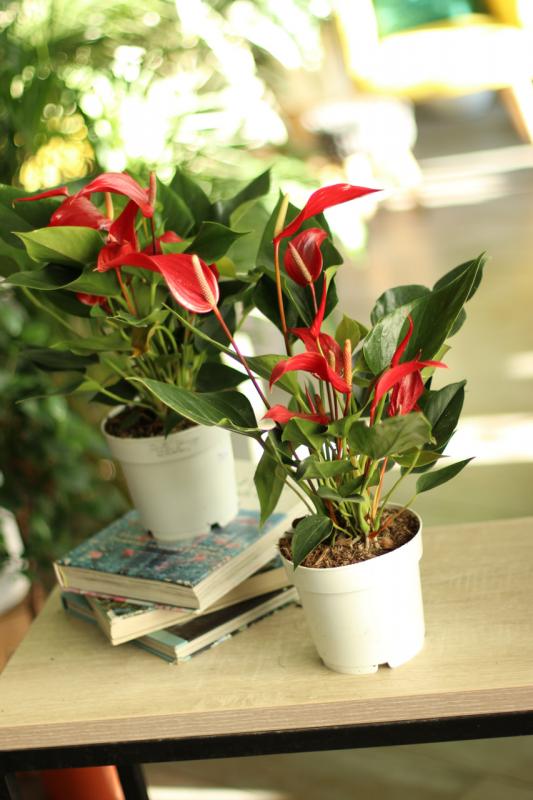 Антуриум красный узкоцветковый