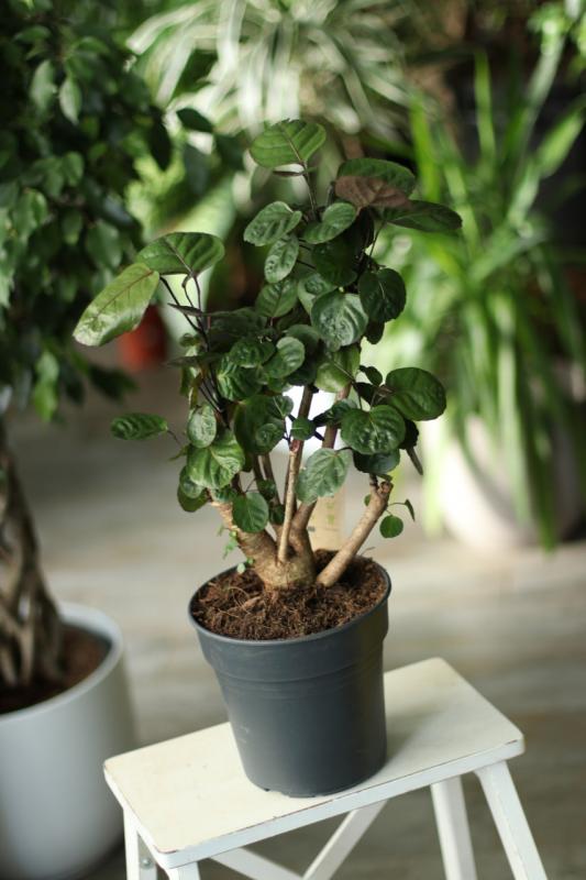 Полисциас Фабиан