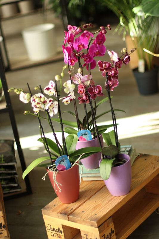 ОРХИДЕЯ Фаленопсис 12.60