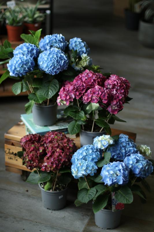 Гортензия / Hydrangea