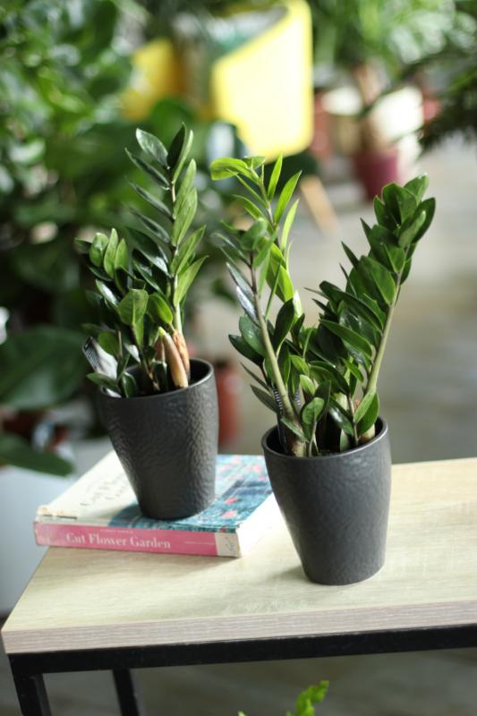 Замиокулькас Лима / Zamioculcas.
