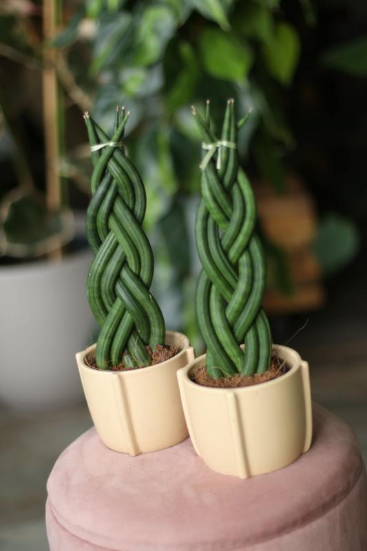Сансевиерия цилиндрическая в форме косички/ Sansevieria cylindrica d9 h30