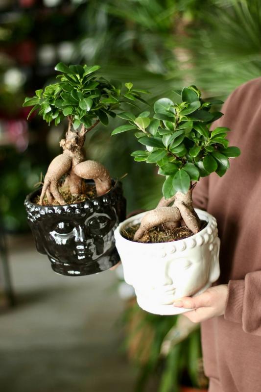 Бонсай Фикус Гинсенг Будда