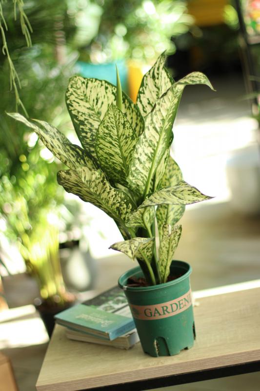 Аглаонема Близард