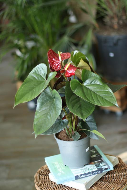 антуриум транквило бордо