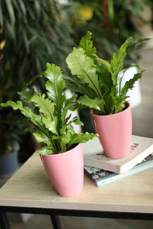 Папоротник Асплениум Кампио