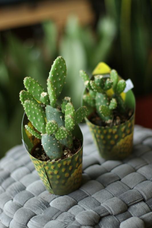 Опунция / Opuntia 6