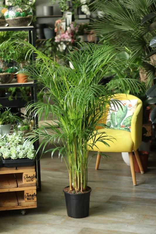 Арека / Areca 140см
